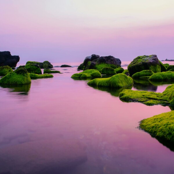 Rocks Covered in Moss in the Sea at Dusk